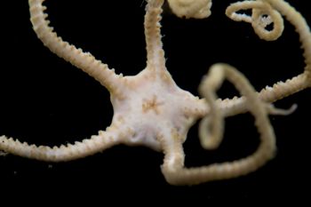 Media type: image;   Invertebrate Zoology 152374